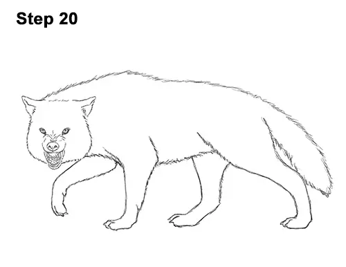 How to Draw a Wolf Growling