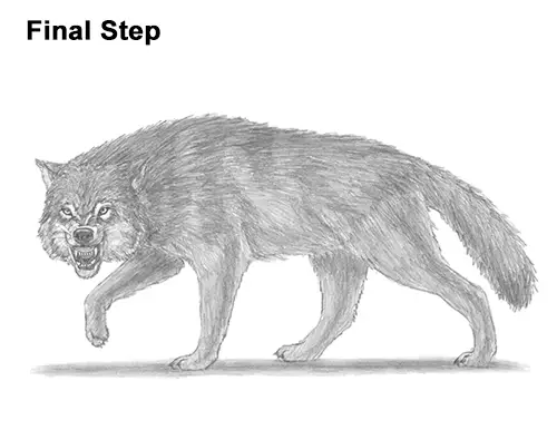 How to Draw a Wolf Growling