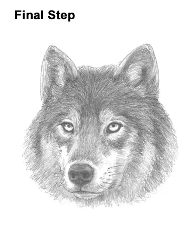 How to Draw a Wolf (Head Detail) VIDEO & Step-by-Step Pictures