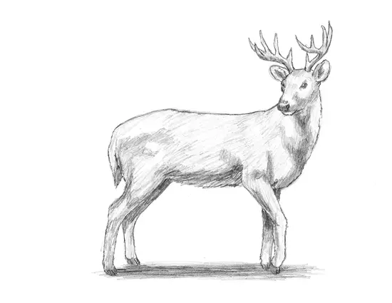 How to Draw a WhiteTailed Deer