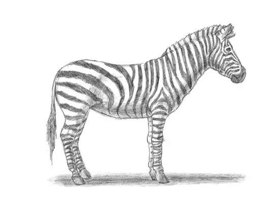 a zebra drawing