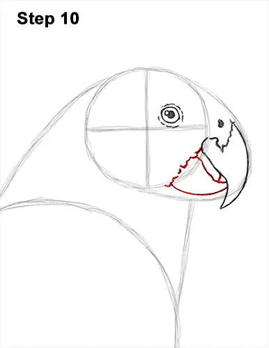 How to Draw African Congo Grey Parrot Bird 10