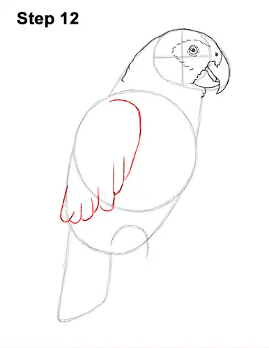 How to Draw African Congo Grey Parrot Bird 12