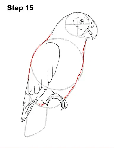How to Draw African Congo Grey Parrot Bird 15