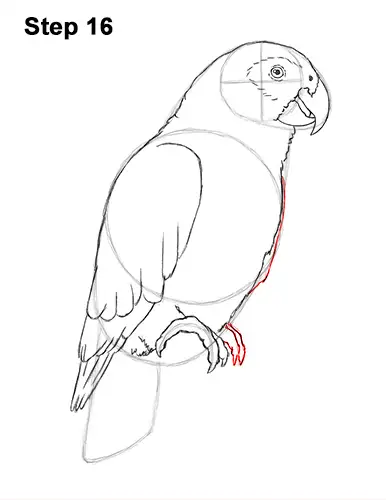 How to Draw African Congo Grey Parrot Bird 16