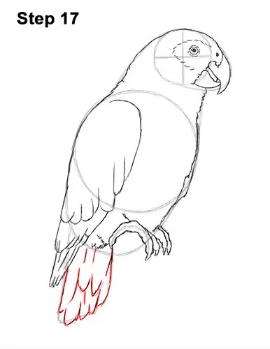 How to Draw African Congo Grey Parrot Bird 17