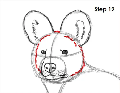 How to Draw an African Wild Dog