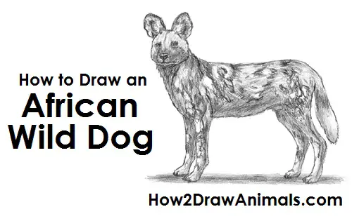 Draw African Wild Dog