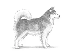 How to Draw an Alaskan Malamute Puppy Dog Side View