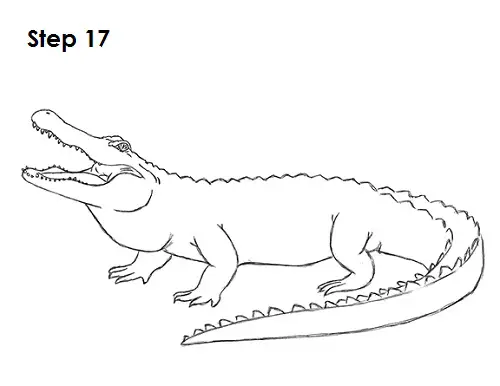 Draw Alligator 17