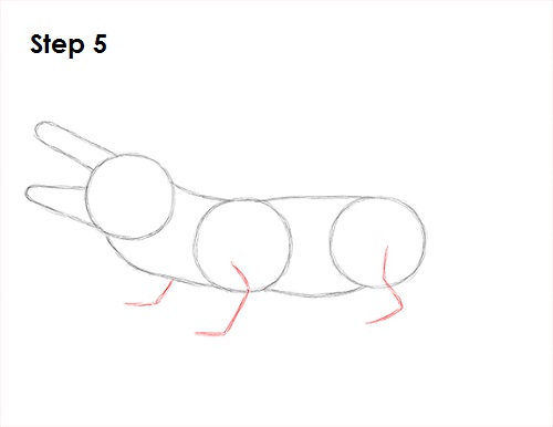Draw Alligator 5