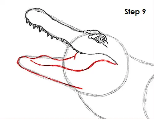 Draw Alligator 9