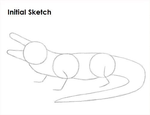 Draw Alligator Initial Sketch
