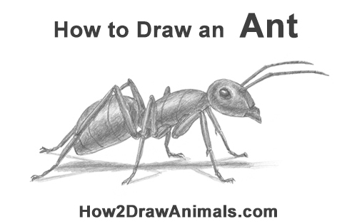 How to Draw Carpenter Pavement House Ant Insect Bug