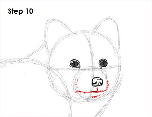 How to Draw an Arctic Fox