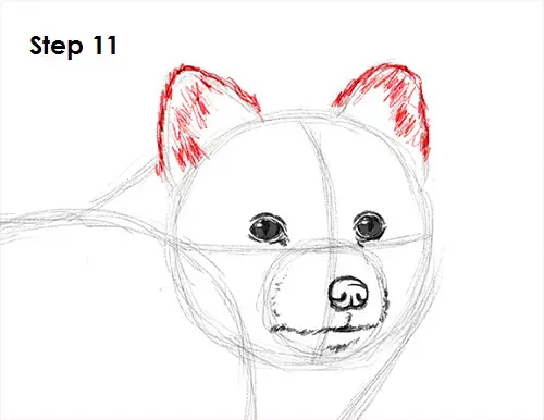 How to Draw an Arctic Fox