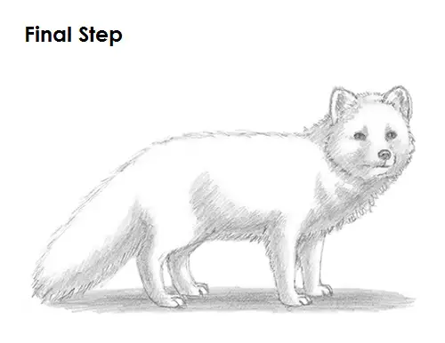 How to Draw an Arctic Fox