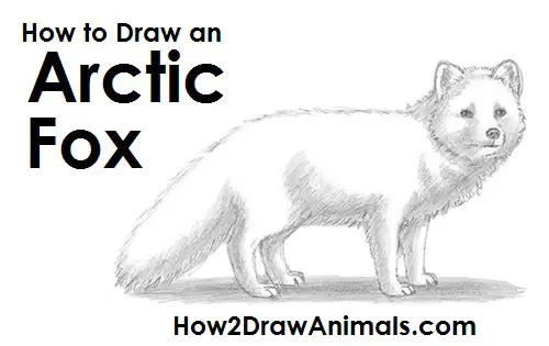 How to Draw an Arctic Fox