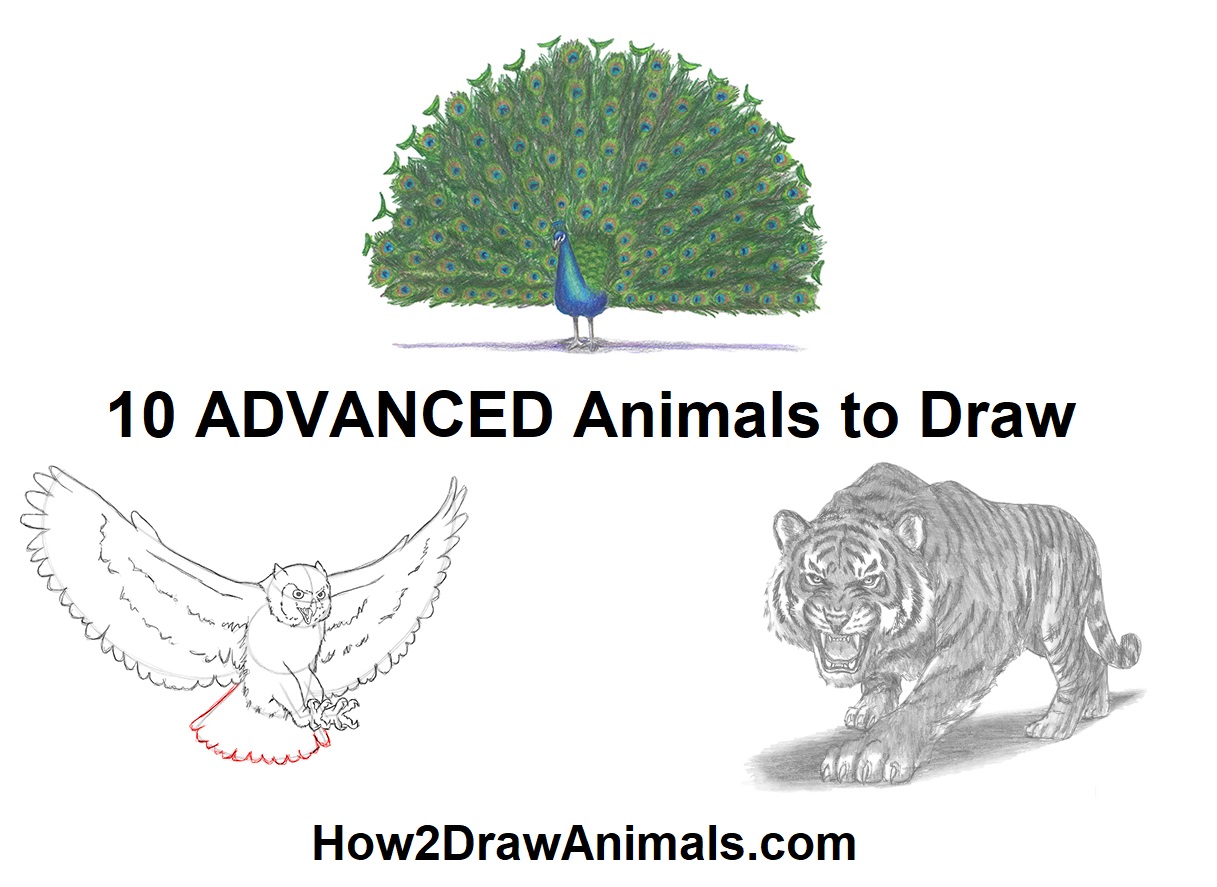 Advanced Animal Drawing Tutorials