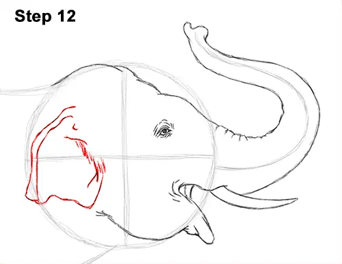 Draw Asian Elephant 12