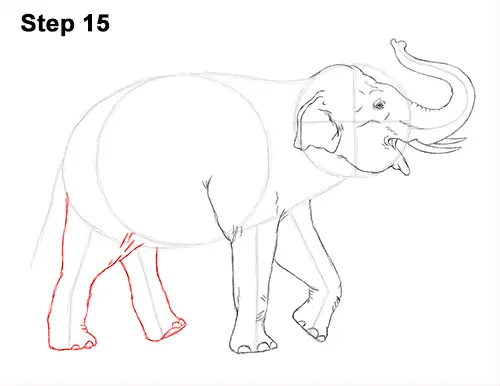 Draw Asian Elephant 15