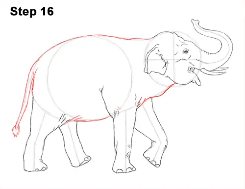 Draw Asian Elephant 16