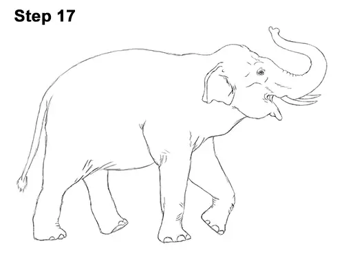 Draw Asian Elephant 17