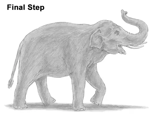 Draw Asian Elephant