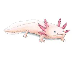 How to Draw an Axolotl Salamander Color