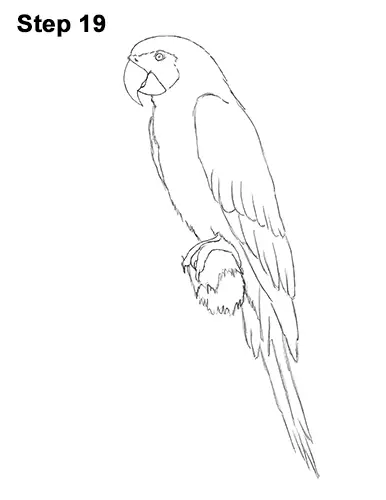 How to Draw a Blue-And-Yellow Macaw