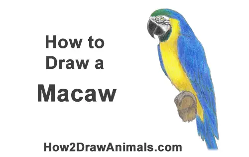 How to Draw a Blue Gold Macaw Bird