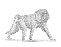 How to Draw an Olive Chacma Baboon Side