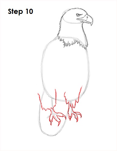 How To Draw An Eagle Step By Step For Beginners