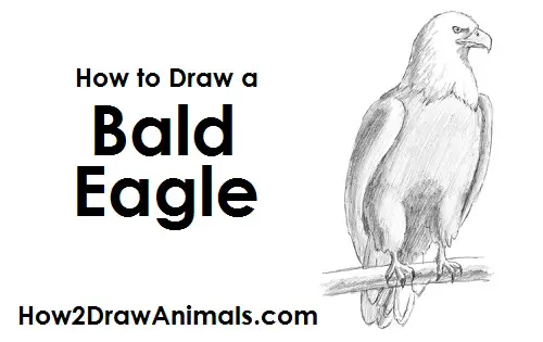 Draw Bald Eagle