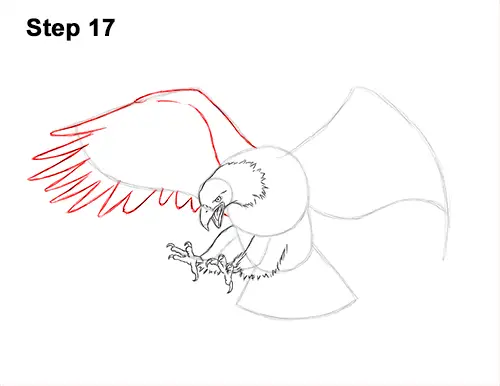 How to Draw Bald Eagle Hunting Swooping Wings 17