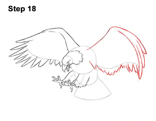 How to Draw Bald Eagle Hunting Swooping Wings 18