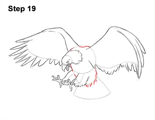 How to Draw Bald Eagle Hunting Swooping Wings 19