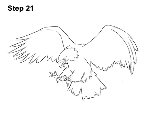 How to Draw Bald Eagle Hunting Swooping Wings 21