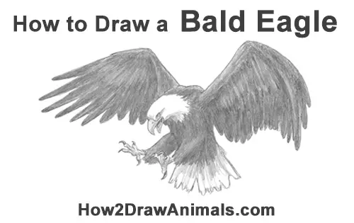 How to Draw Bald Eagle Hunting Swooping Wings
