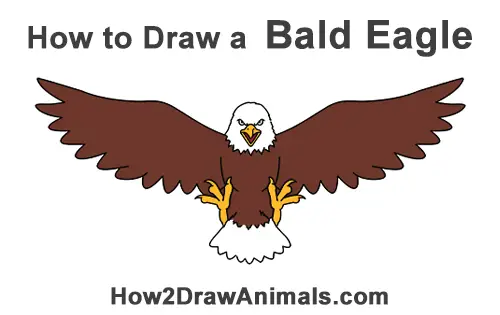 How to Draw a Bald Eagle (Cartoon) VIDEO & Step-by-Step Pictures