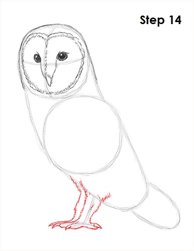 How To Draw A Barn Owl