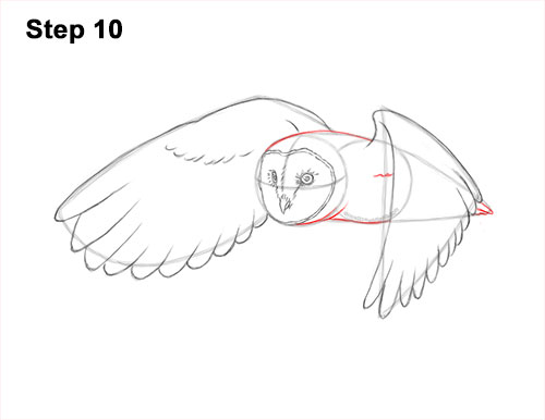 How to Draw a Barn Owl 10