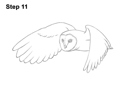 How to Draw a Barn Owl 11