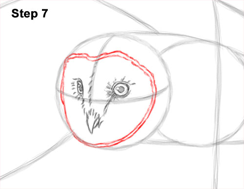 How to Draw a Barn Owl 7