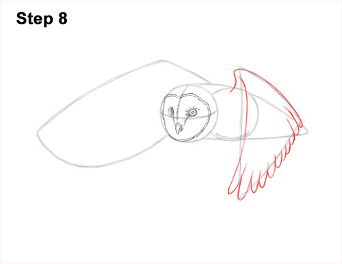 How to Draw a Barn Owl 8