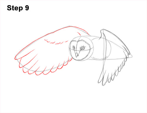 How to Draw a Barn Owl 9