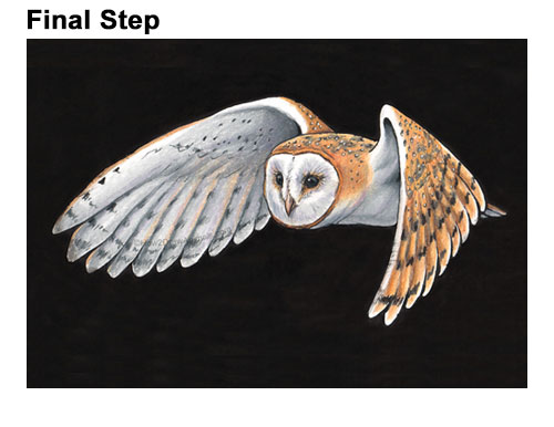 How to Draw a Barn Owl Final