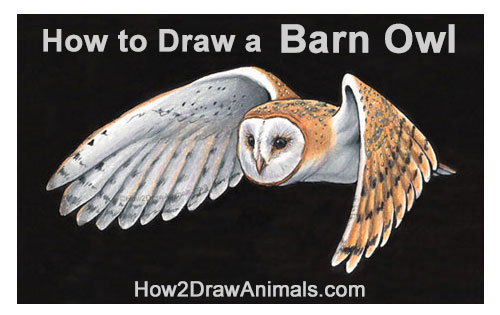 How to Draw a Barn Owl