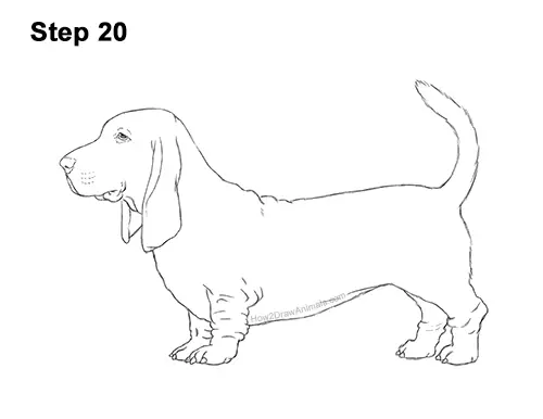 How to Draw a Basset Hound Puppy Dog Side View 20