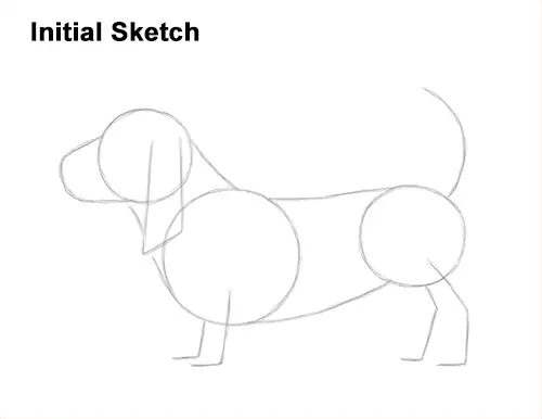 How to Draw a Basset Hound Puppy Dog Side View Guides Lines